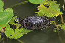BUITEN BEELD Foto: 422939