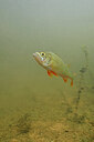 BUITEN BEELD Foto: 423244