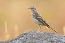 BUITEN BEELD Foto: 423509