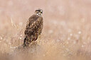 BUITEN BEELD Foto: 423609