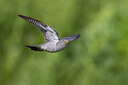 BUITEN BEELD Foto: 423623