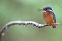 BUITEN BEELD Foto: 423633