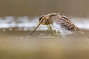 BUITEN BEELD Foto: 423666