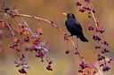 BUITEN BEELD Foto: 423688