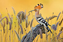 BUITEN BEELD Foto: 423704