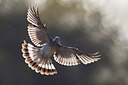 BUITEN BEELD Foto: 423824