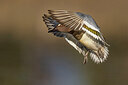 BUITEN BEELD Foto: 423872