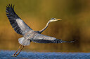BUITEN BEELD Foto: 423944