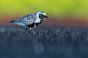BUITEN BEELD Foto: 423960