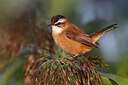 BUITEN BEELD Foto: 424117