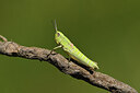 BUITEN BEELD Foto: 424155