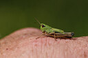 BUITEN BEELD Foto: 424165