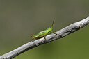 BUITEN BEELD Foto: 424171