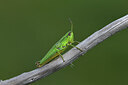 BUITEN BEELD Foto: 424172