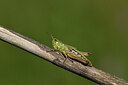 BUITEN BEELD Foto: 424178