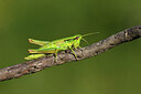 BUITEN BEELD Foto: 424192