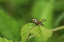 BUITEN BEELD Foto: 424203