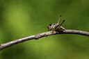 BUITEN BEELD Foto: 424226
