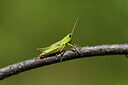 BUITEN BEELD Foto: 424227