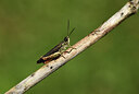 BUITEN BEELD Foto: 424244