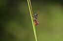 BUITEN BEELD Foto: 424252