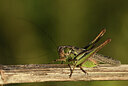 BUITEN BEELD Foto: 424296