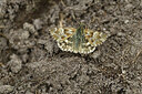BUITEN BEELD Foto: 424322
