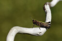 BUITEN BEELD Foto: 424369