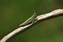 BUITEN BEELD Foto: 424408
