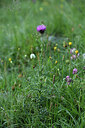 BUITEN BEELD Foto: 424576