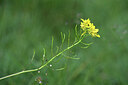 BUITEN BEELD Foto: 424584