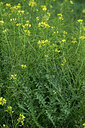 BUITEN BEELD Foto: 424585