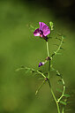 BUITEN BEELD Foto: 424628