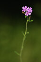BUITEN BEELD Foto: 424632