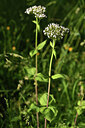 BUITEN BEELD Foto: 424637