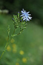 BUITEN BEELD Foto: 424653