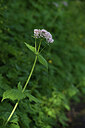 BUITEN BEELD Foto: 424660