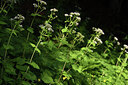 BUITEN BEELD Foto: 424664