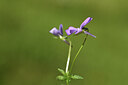 BUITEN BEELD Foto: 424682