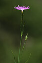BUITEN BEELD Foto: 424746