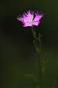 BUITEN BEELD Foto: 424747