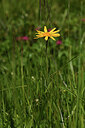 BUITEN BEELD Foto: 424820