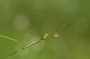 BUITEN BEELD Foto: 424856