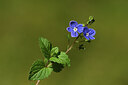 BUITEN BEELD Foto: 425011
