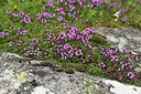 BUITEN BEELD Foto: 425068