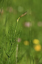BUITEN BEELD Foto: 425183