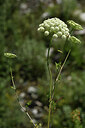 BUITEN BEELD Foto: 425209