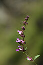 BUITEN BEELD Foto: 425247