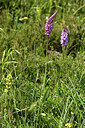 BUITEN BEELD Foto: 425285