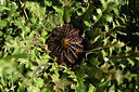 BUITEN BEELD Foto: 425290